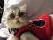 . Silver Picasso Le Petit Kuwaiti Purrsian Prince .