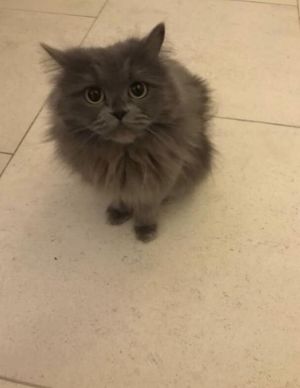 . Smokey Blue Kuwaiti Purrsian .