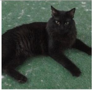 . Prince of Tides Kuwaiti Maine Coon .