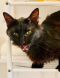 . Prince of Tides Kuwaiti Maine Coon .