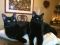 . Tango and Cash .