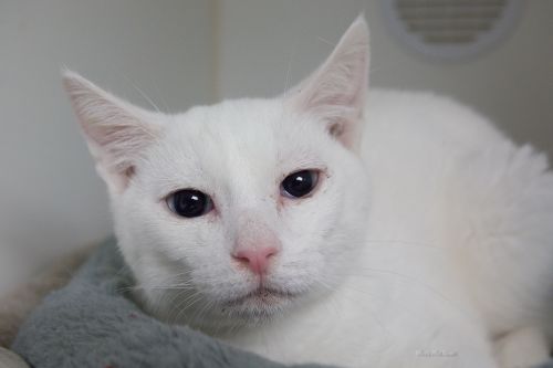 . Snowball .