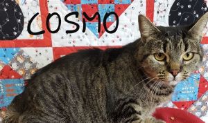 . Cosmo .