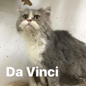 . Da Vinci Code Purrsian of Kuwait .