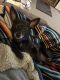 . Lorenzo - ADOPTION PENDING .