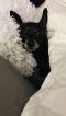 . Lorenzo - ADOPTION PENDING .
