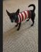 . Lorenzo - ADOPTION PENDING .