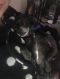 . Lorenzo - ADOPTION PENDING .