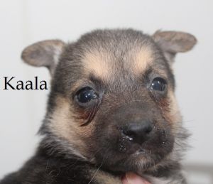 . Kaala .