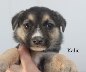 . Kalie .