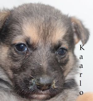 . Kaarlo .