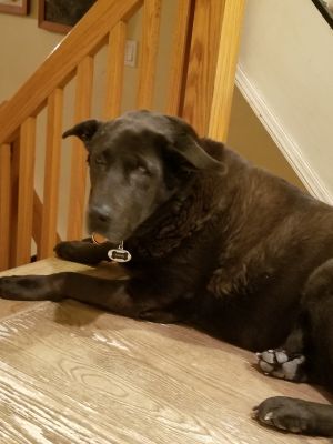 . Rachel PB Chocolate Lab Bklyn .