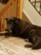 . Rachel PB Chocolate Lab Bklyn .