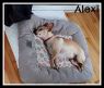 . Alexi .