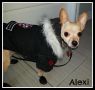 . Alexi .