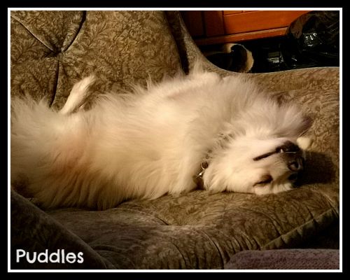 . Puddles .