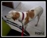 . Hans (arriving from Lebanon on January 25th) .