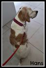 . Hans (arriving from Lebanon on January 25th) .
