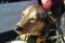 . Chakir Egyptian Baladi Pup .