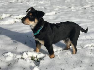 . Kodiak .