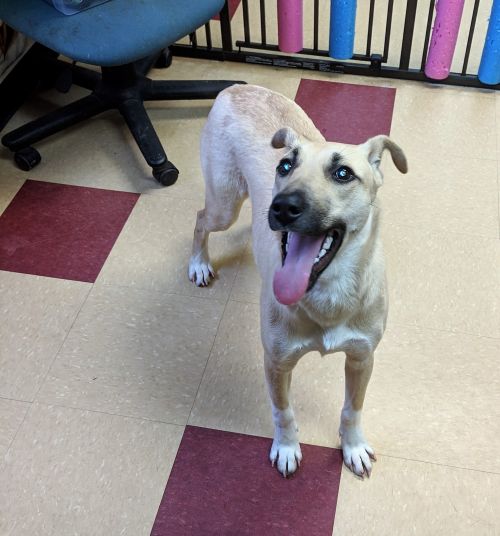 Just Dogs Hanover Humane Society Adoption Education Prevention