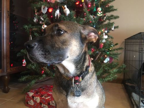 . Annabella, In Foster, Available! .