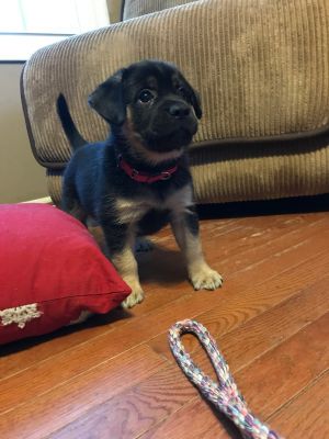 . Mocha .