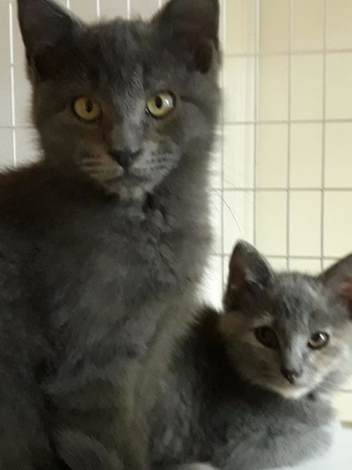 . 2 gray brothers .