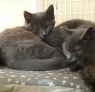 . 2 gray brothers .