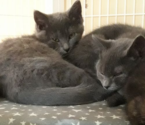 . 2 sisters .