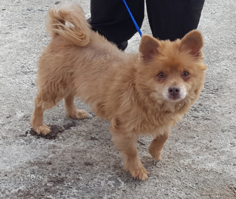 Coco, Pomeranian - 43820951