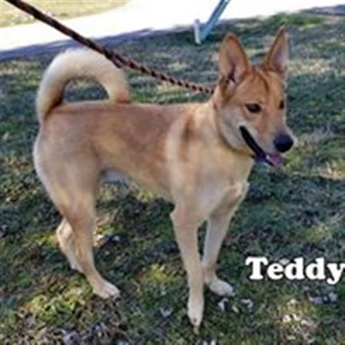 . Teddy .