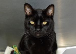 Featured Pet Of The Week Milo Milo Is One Opinionated Kitty Featured Pet Of The Week Milo Milo Is One Opinionated Kitty