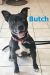 . Butch .
