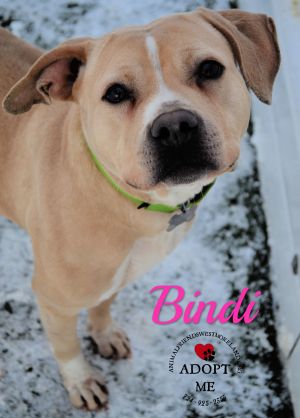 . Bindi .