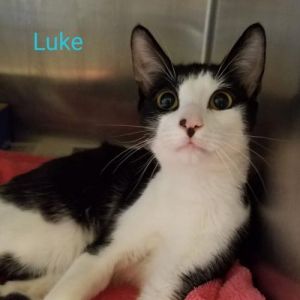 . Luke .