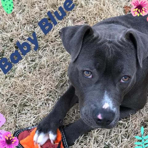 . Baby Blue .