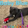 . Baby Blue .