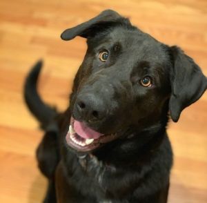 Photo of Pickle