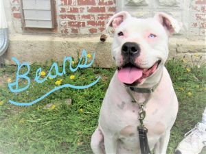 . Beans-P4P dog .