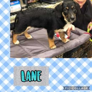 . Lane .