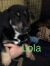 . Lola .