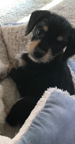 . Kiki-PENDING ADOPTION! .