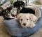 . Kiki-PENDING ADOPTION! .