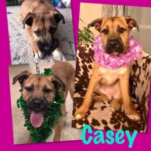 . Casey .
