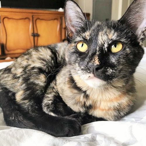 . Jade .