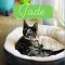 . Jade .