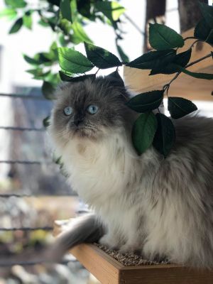 . Luna .