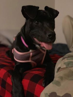 . Nova .