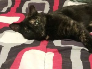 Photo of Cleo